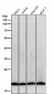 Anti-Pleiotrophin Rabbit Monoclonal Antibody